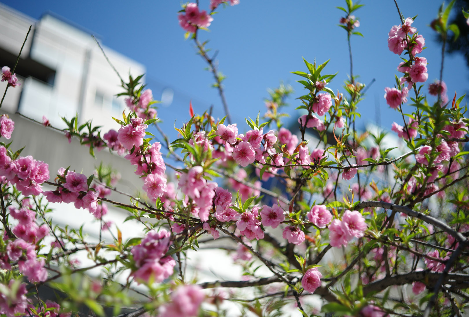 011259_11_leica_copy_topcor-s_50_2_l