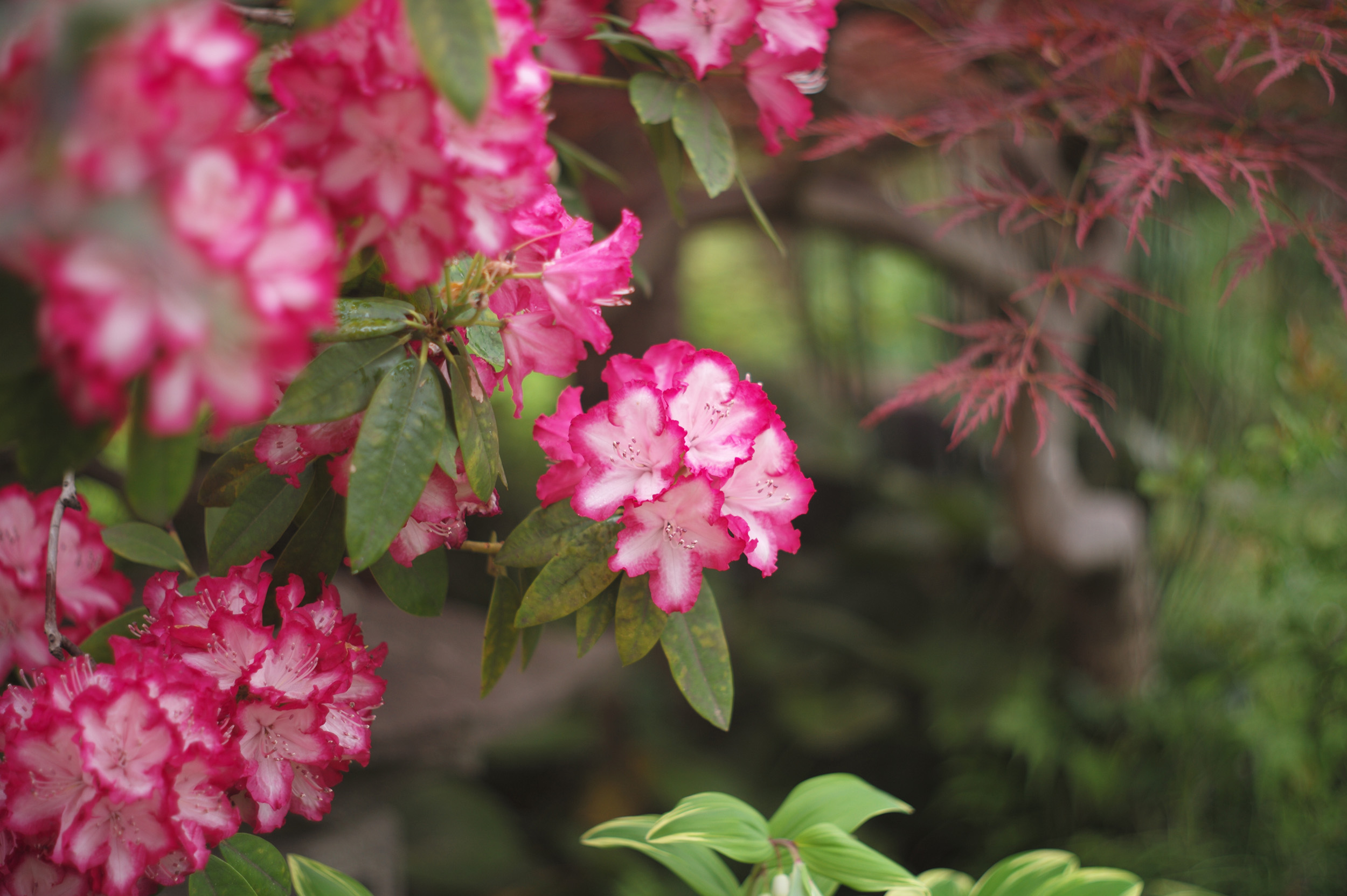 014203_12_leica_copy_som_berthiot_flor_75mm_f2.8_l