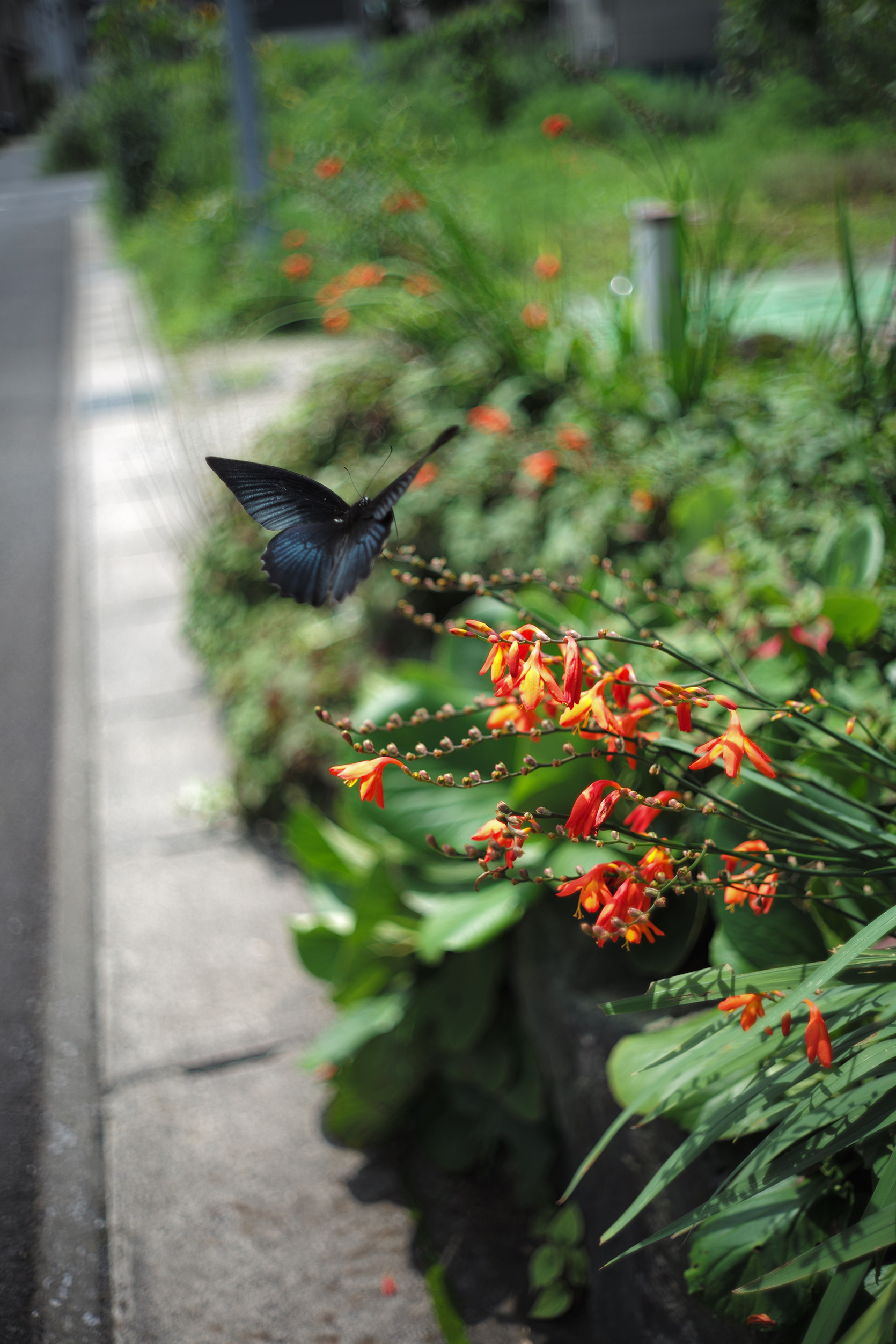 Summicron 35mm f2 (M) 6枚玉 ツノ付 + Leica M240 – 試写館 | Test 